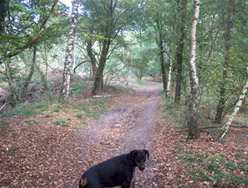 wandelen-op-holterberg